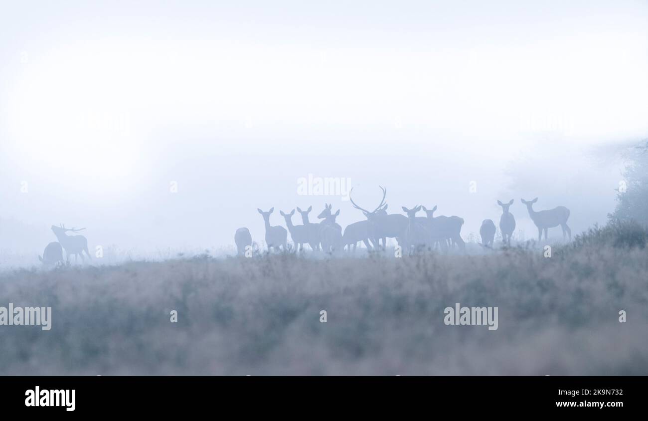 Capriolo rosso, Parque Luro Riserva Naturale, la Pampa Provincia, Patagonia, Argentina. Foto Stock