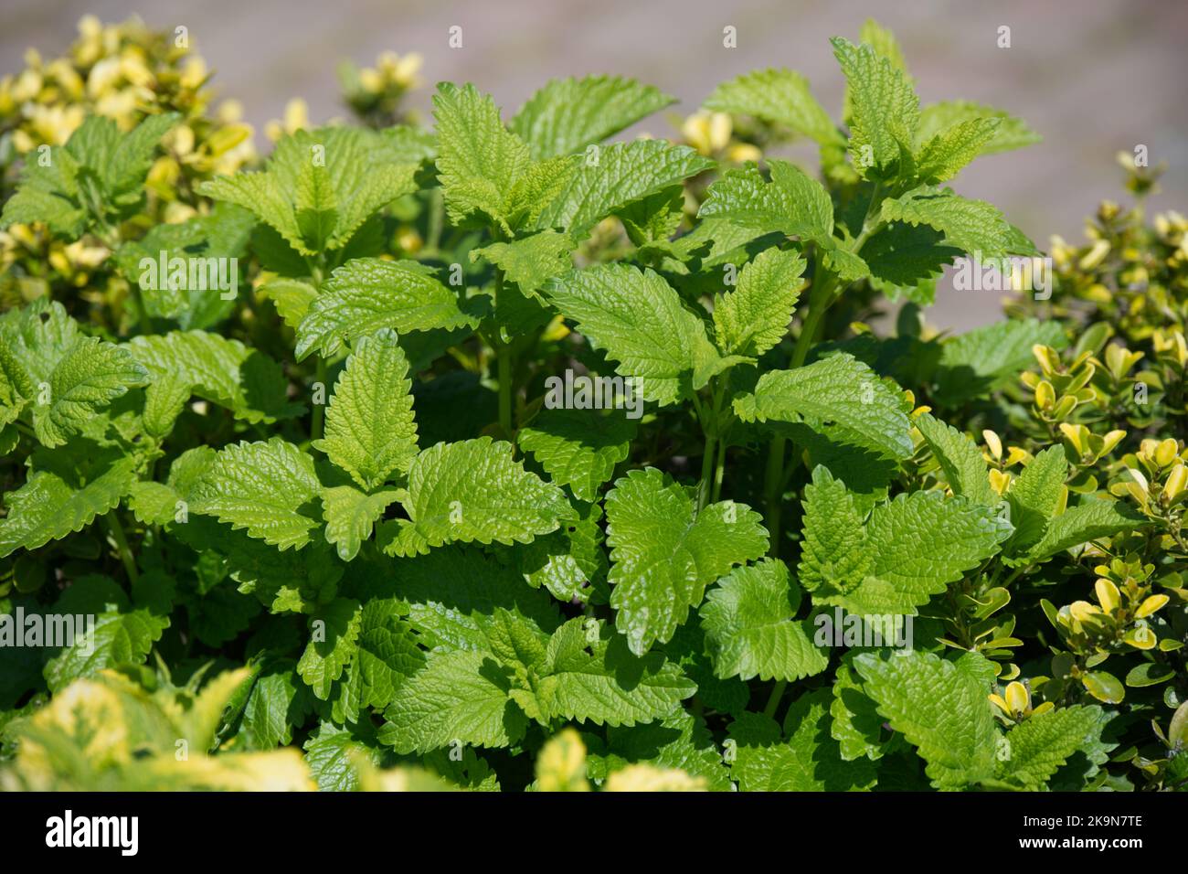 Fogliame di balsamo di limone e balsamo di limone variegato dorato - Melissa officinalis aureum nel giardino britannico giugno Foto Stock