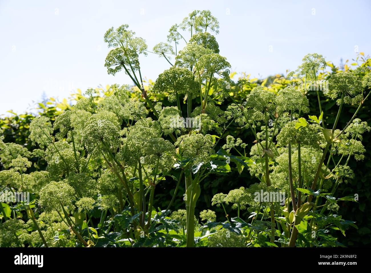 Angelica Archangelica pianta in estate fiore UK giardino giugno Foto Stock