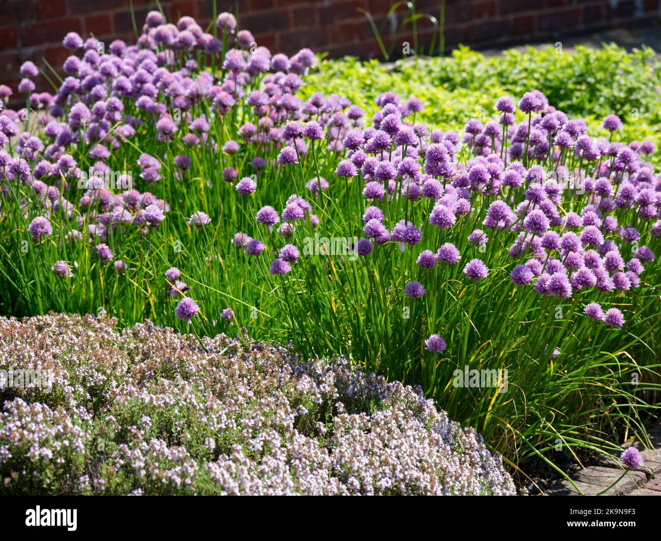 Un letto di erba di erba cipollina fiorita estate (Allium schoenoprasum), maggiorana d'oro e timo nel giardino del Regno Unito giugno Foto Stock