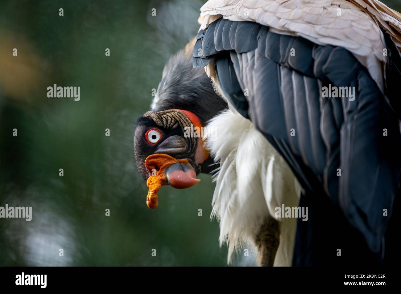Ritratto di uccello. Un avvoltoio re. Sarcoramphus papa con sfondi bokeh. Foto Stock