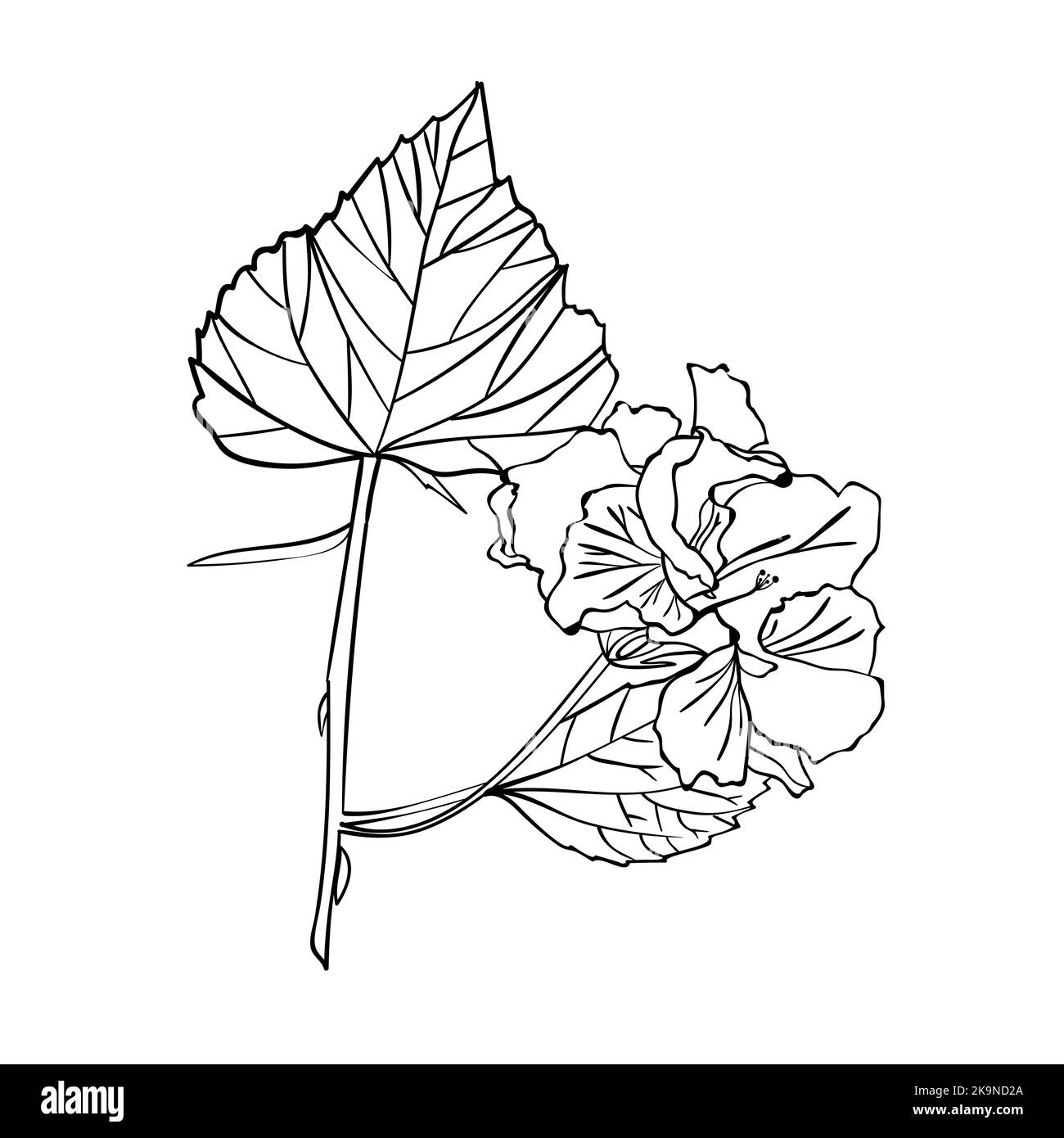 Bel fiore arancione di ibisco con foglie verdi in fiore Illustrazione Vettoriale