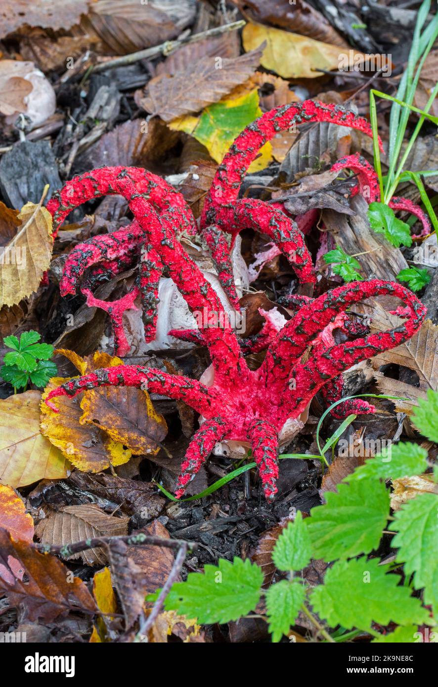 Polipo stinkhorn / dita del diavolo (Clatrus archeri / Lysurus archeri) fungo invasivo in Europa ma endemico per l'Africa, la Nuova Zelanda e l'Australia Foto Stock