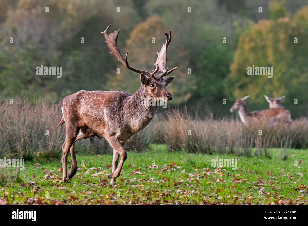 Capriolo europeo (Dama dama) buck / maschio con fa / femmine a lek al margine della foresta durante la solca autunnale nel mese di ottobre Foto Stock
