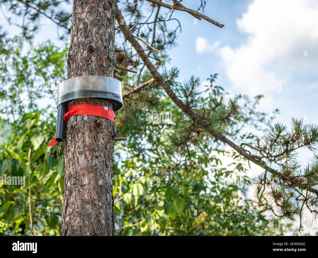 Trappole ecologiche posate su un pino per catturare i pilastri processionari - fuoco selettivo con profondità superficiale sul campo - parco pubblico - Italia Foto Stock