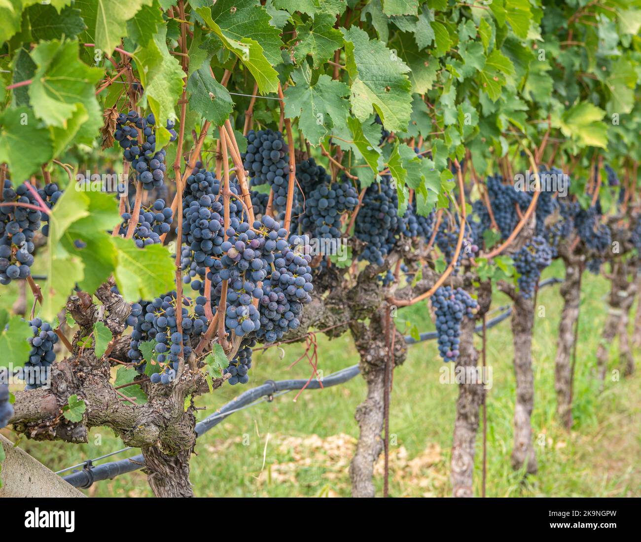 Uva Lagrein. Lagrein è un vitigno di vino rosso originario delle valli dell'Alto Adige, nel nord italia. Guyot Vine Training System - Italia Foto Stock