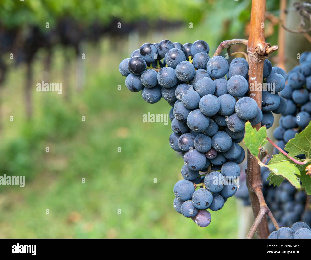 Uva Lagrein. Lagrein è un vitigno di vino rosso originario delle valli dell'Alto Adige, nel nord italia. Guyot Vine Training System - Italia Foto Stock