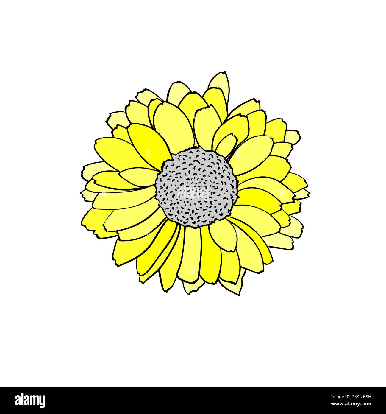 Illustrazione vettoriale colorata di Rudbeckia fiore Illustrazione Vettoriale