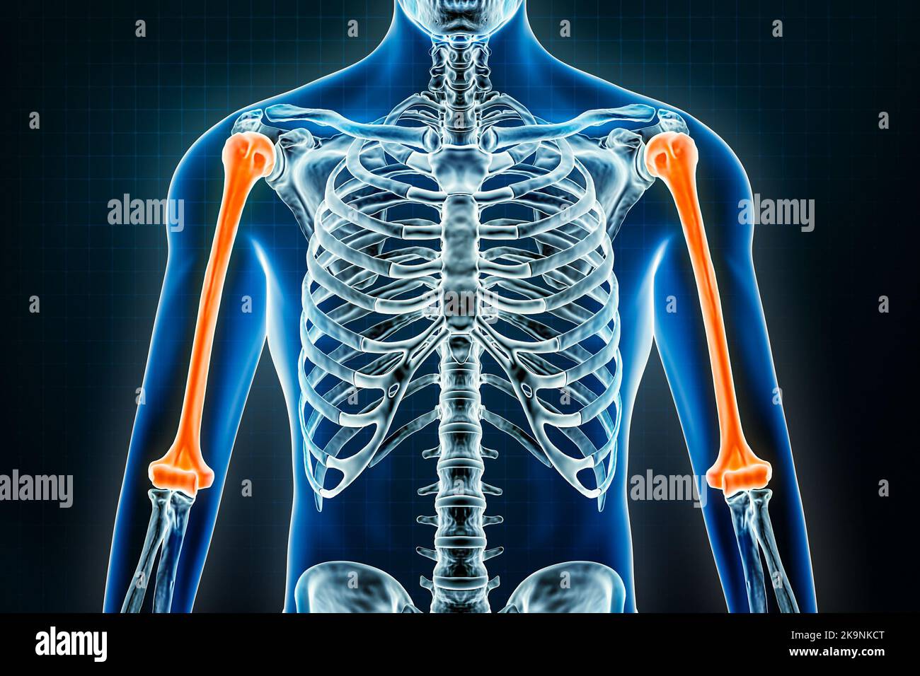 Raggi X omerus. Osteologia dello scheletro umano, delle ossa del braccio o dell'arto superiore e rappresentazione 3D. Anatomia, medicina, scienza, biologia, sanità Foto Stock
