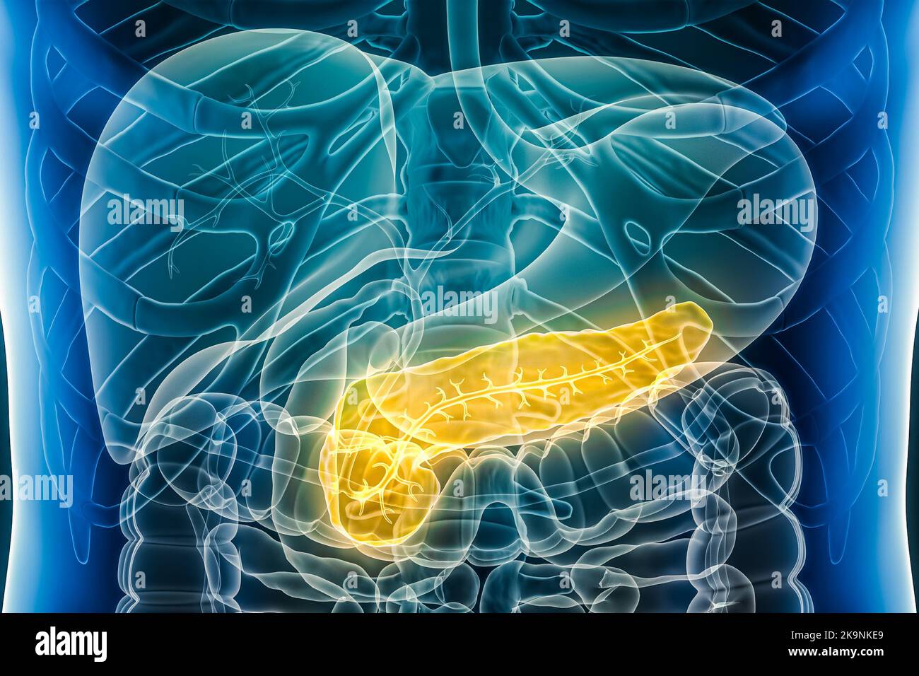 Pancreas con dotto pancreatico. Organo del sistema digestivo umano 3D che rende illustrazione. Concetti di anatomia, medicina, biologia, scienza, sanità. Foto Stock