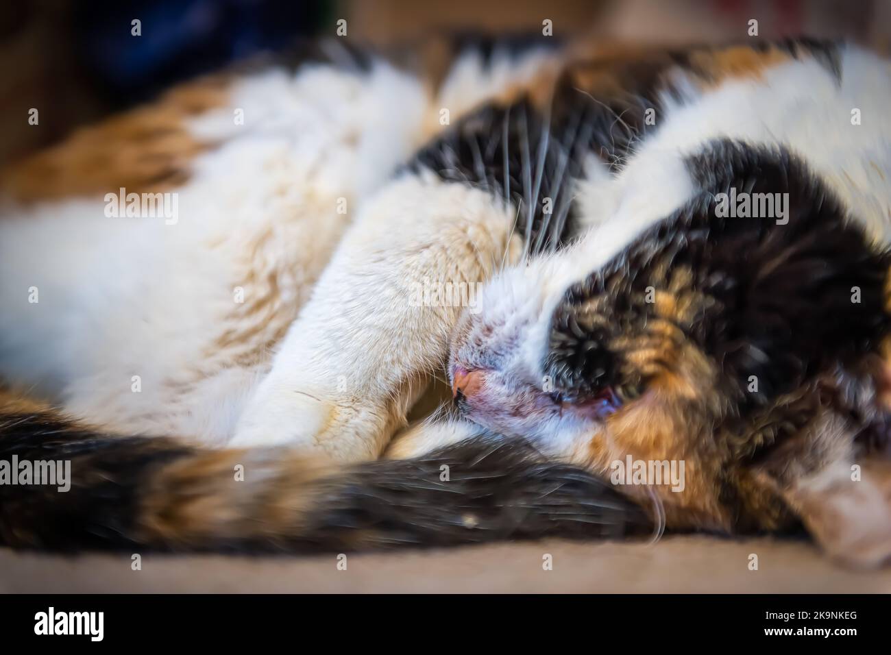 Primo piano piano piano terra vista ritratto di un sonno calico gatto sul lato sdraiato sul pavimento moquette in casa camera Foto Stock
