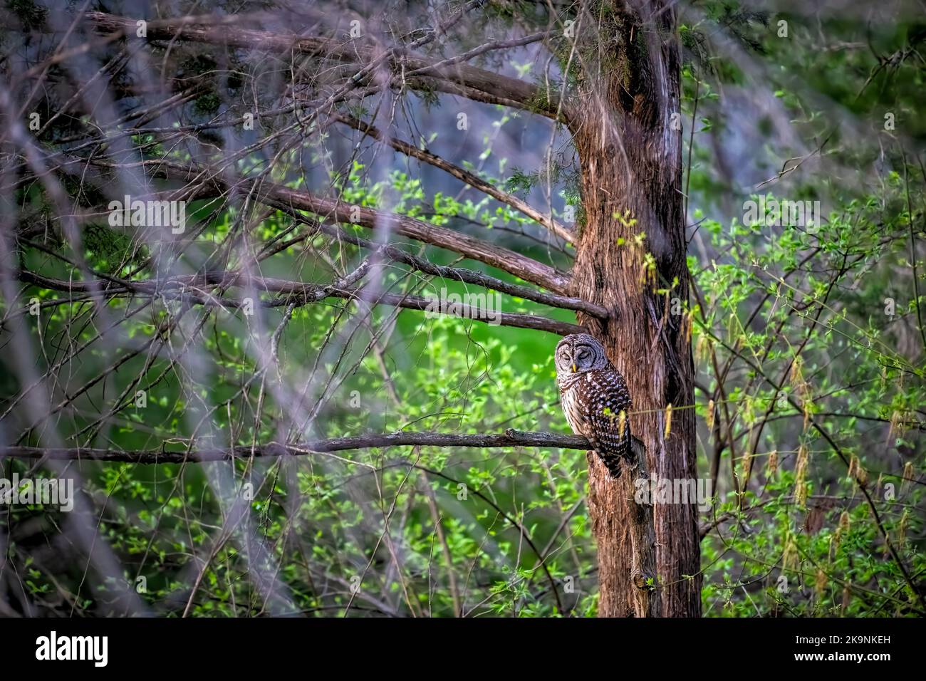 Gufo sbarcato arroccato su ramo di albero, uccello di caccia rapace testa swiveling nella foresta di Fairfax, Virginia foraging per il cibo con gli occhi chiusi Foto Stock