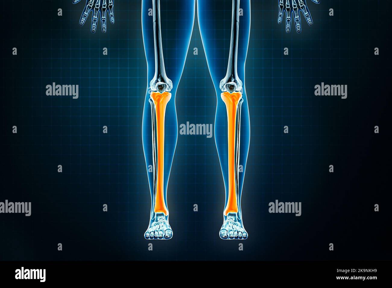 Vista anteriore o anteriore a raggi X tibia o tibia. Osteologia dello scheletro umano, delle ossa delle gambe o degli arti inferiori 3D che rende illustrazione. Anatomia, medicina, Foto Stock