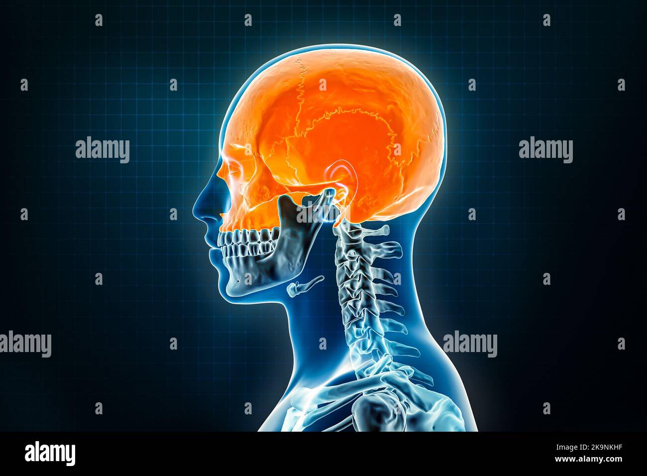 Vista laterale o profilo radiografica delle ossa craniche o craniche. Osteologia dello scheletro umano 3D che rende l'illustrazione. Anatomia, medicina, scienza, biologia, h Foto Stock