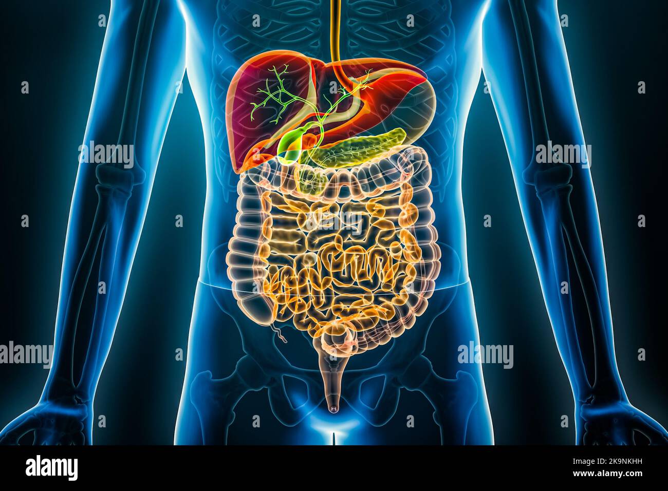 Radiografia dell'apparato digerente umano. Organi del tratto gastrointestinale 3D che rendono l'illustrazione. Concetti di anatomia, medicina, biologia, scienza, sanità. Foto Stock
