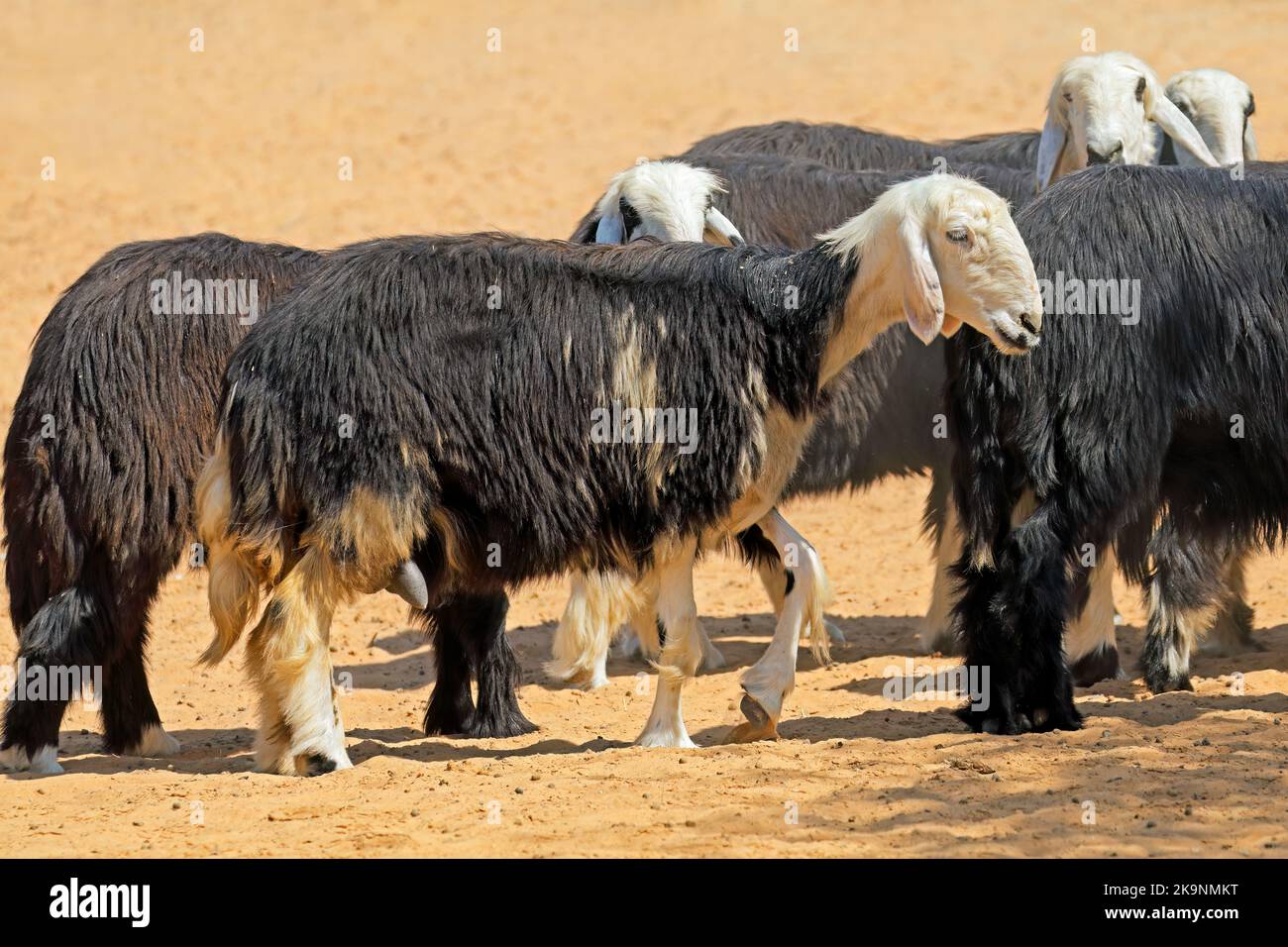 Arabian Nadji - ovini domestici razza del Najd regione della penisola arabica Foto Stock
