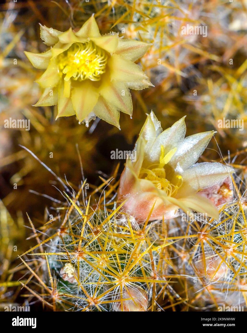 Cactus fiorente splendidamente nel giardino di casa. Profondità di campo selezionata. Foto Stock