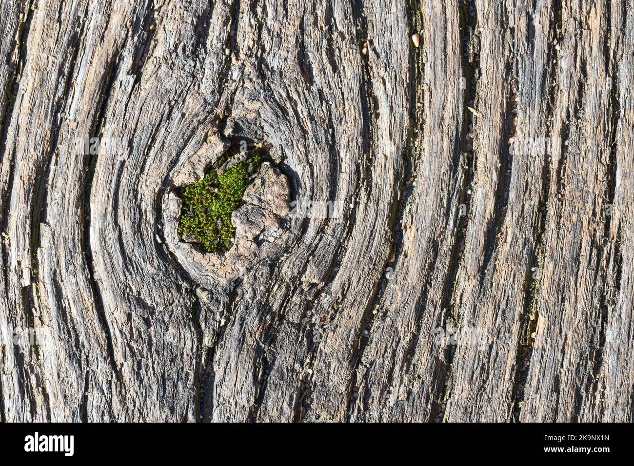 Albero corteccia sabbiosa vecchio stagionato con nodo e muschio struttura di primo piano e sfondo. Muschio che cresce in knothole. Foto Stock