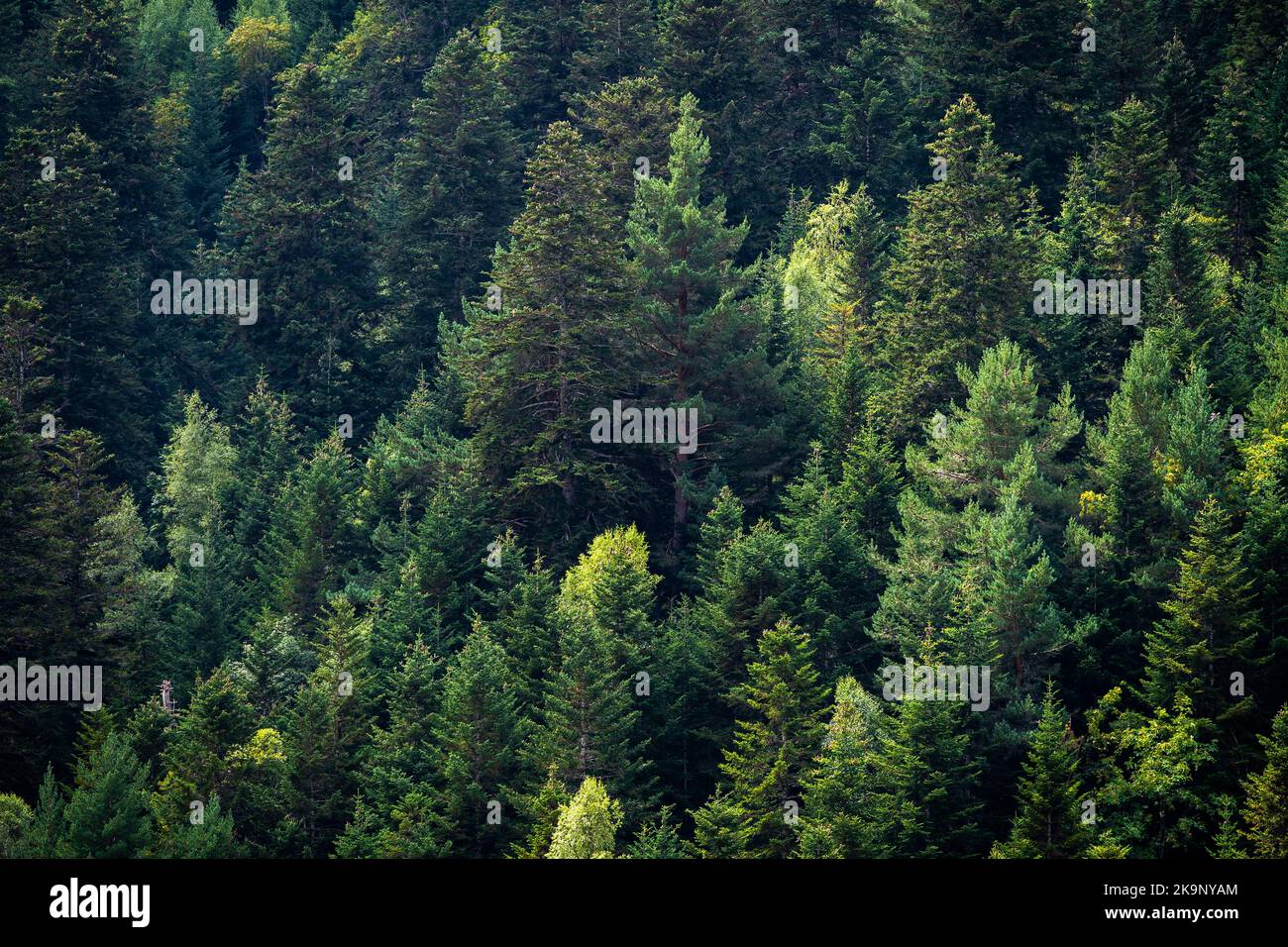 Pini verdi. Primo piano paesaggio da alcuni alberi in montagna. Background per il concetto di ecologia, prendersi cura del pianeta e il pensiero verde. Foto Stock