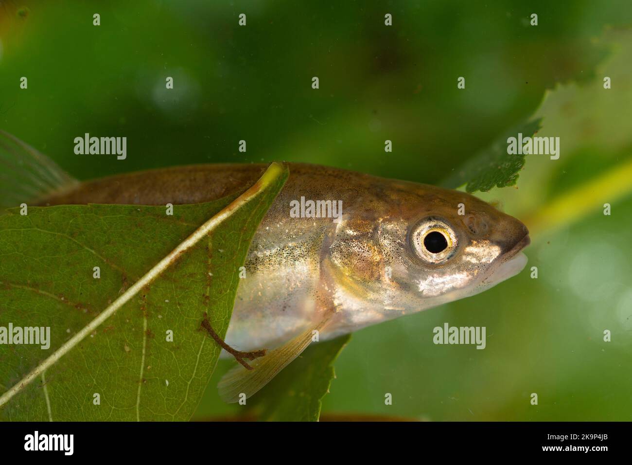 Pesce minato eurasiatico (Phoxinus phoxinus). Foto Stock