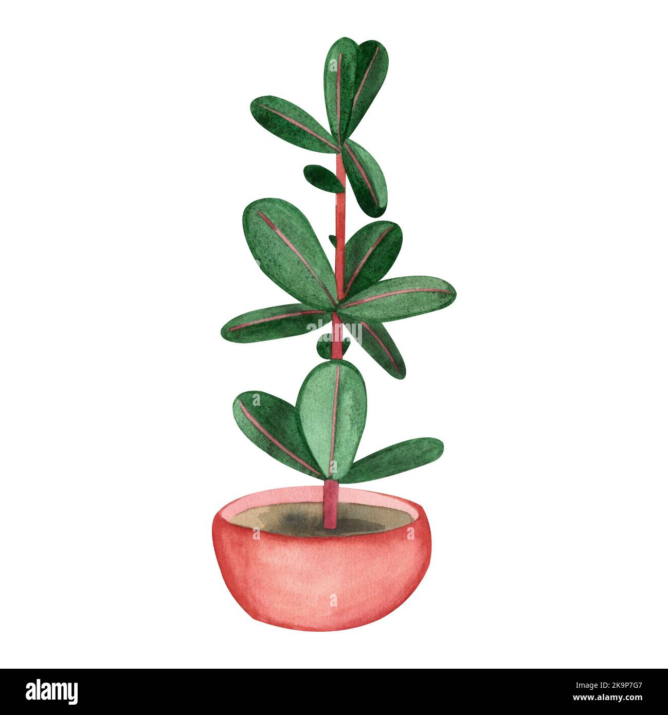 Acquerello ficus fiore interno su sfondo bianco. Disegnato a mano in verde e marrone. Adatto per la stampa su inviti, cartoline, tessuti Foto Stock