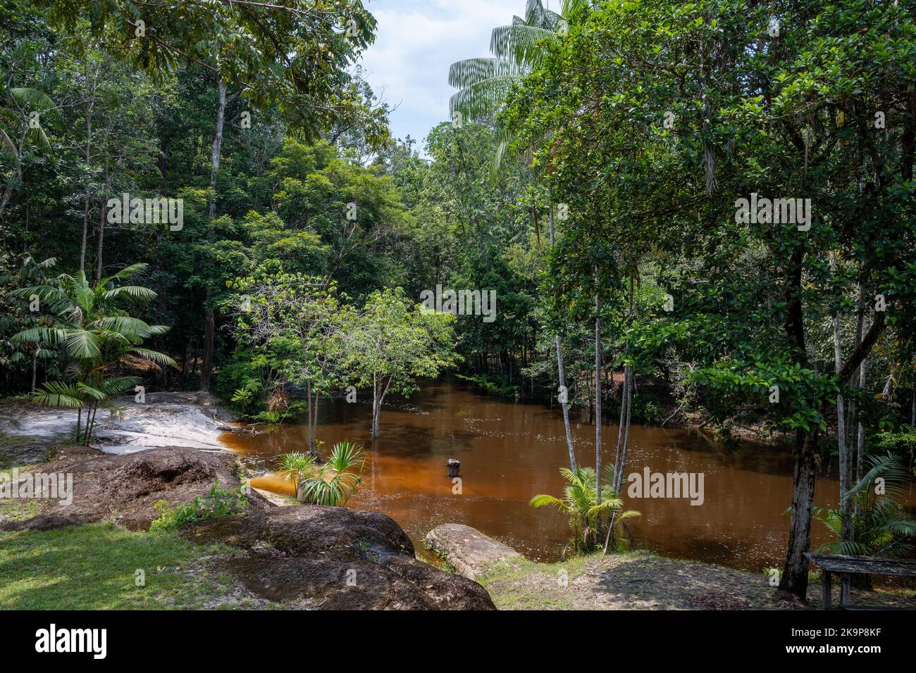 Marrone scuro, acqua ricca biologica in un ruscello che scorre attraverso la foresta tropicale nel bacino amazzonico. Amazonas, Brasile Foto Stock
