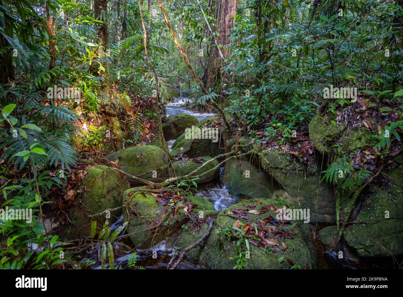 Un piccolo ruscello che attraversa rocce ricoperte di muschio nella foresta tropicale amazzonica. Amazonas, Brasile Foto Stock