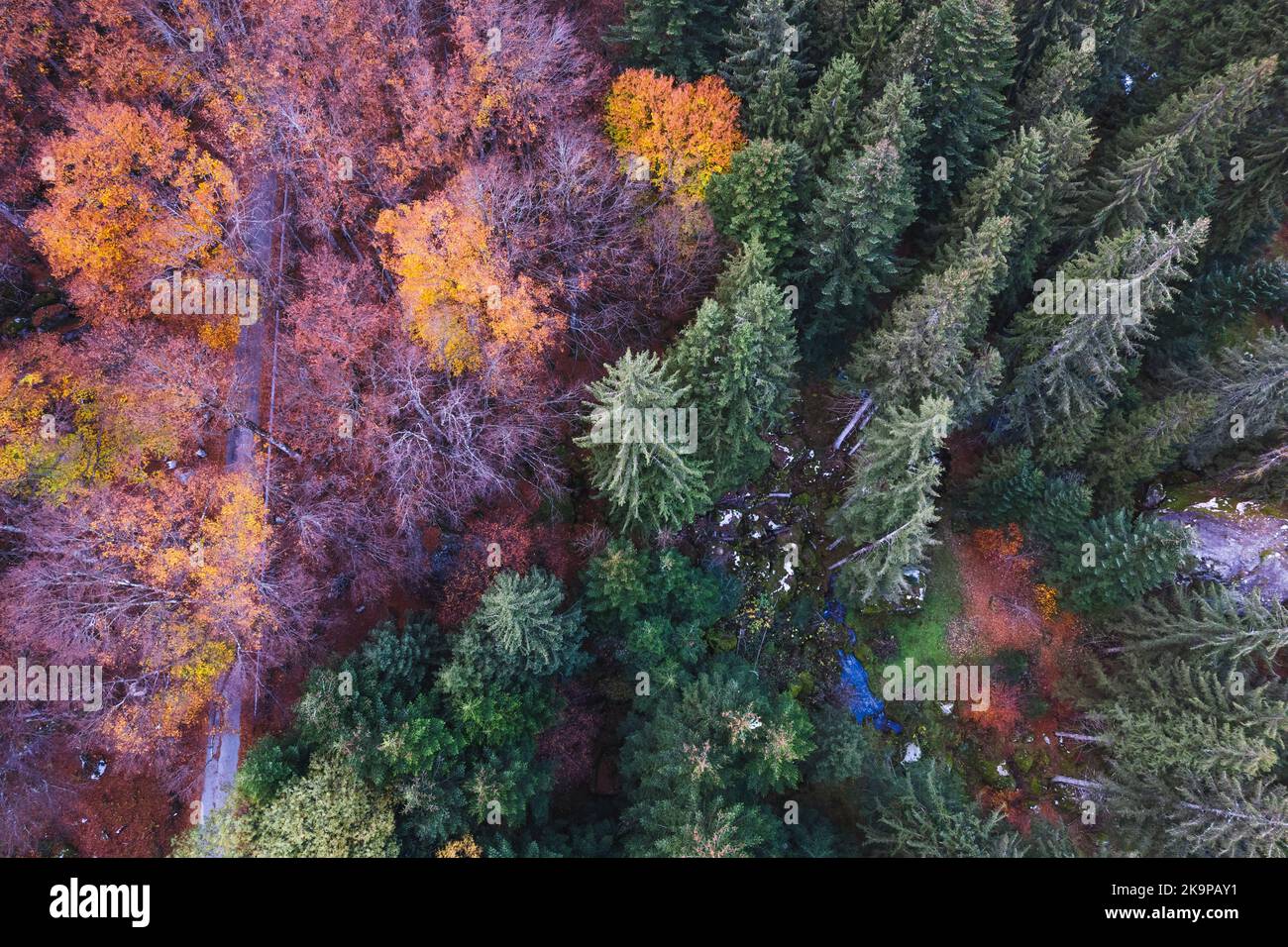 Veduta aerea della foresta in abito autunnale a bagni di Masino, Valtellina, Italia Foto Stock