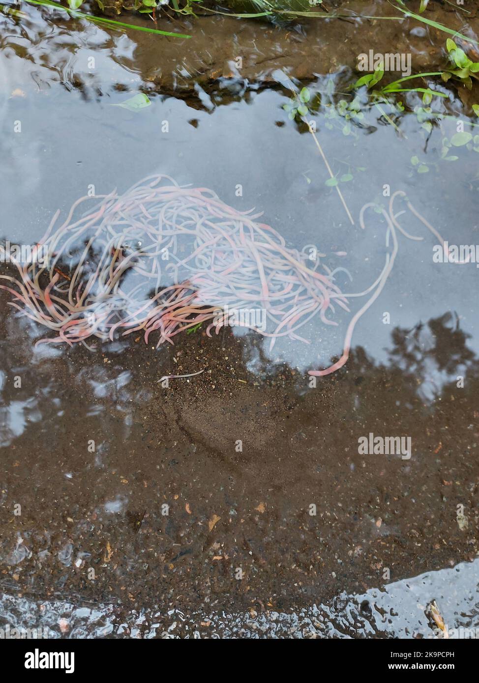 Lombrichi in una pozza dopo la pioggia. Foto di alta qualità Foto Stock