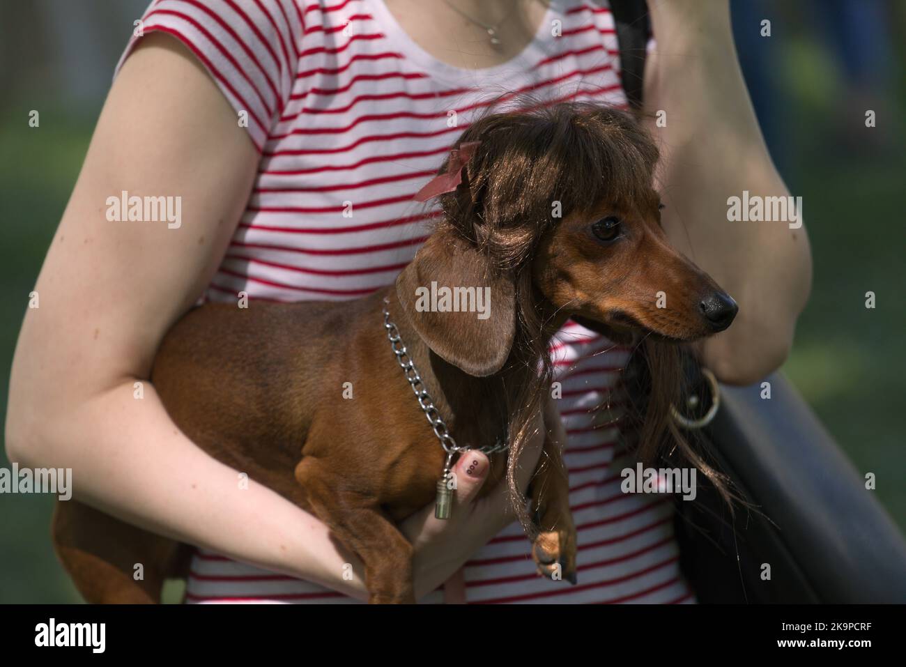 Dachshund cane in una parrucca durante il giorno Dachshund a St. Petersburg, Russia Foto Stock