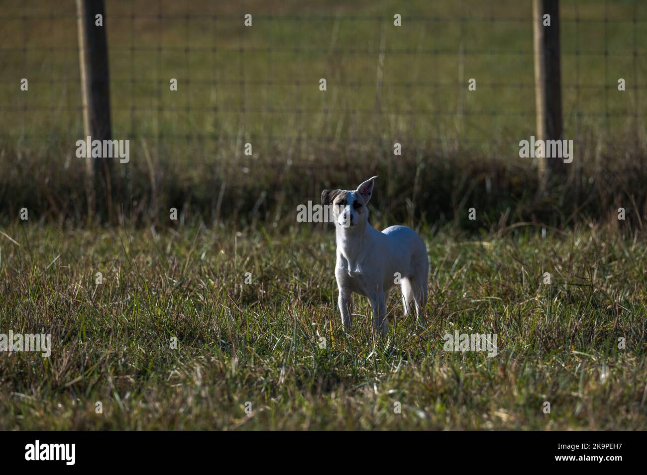 Cane bianco e marrone in un campo Foto Stock