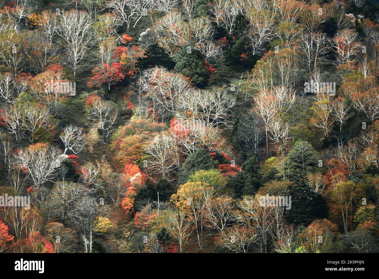 L'autunno parte in Giappone, scenario di montagne a Nikko come un dipinto Foto Stock