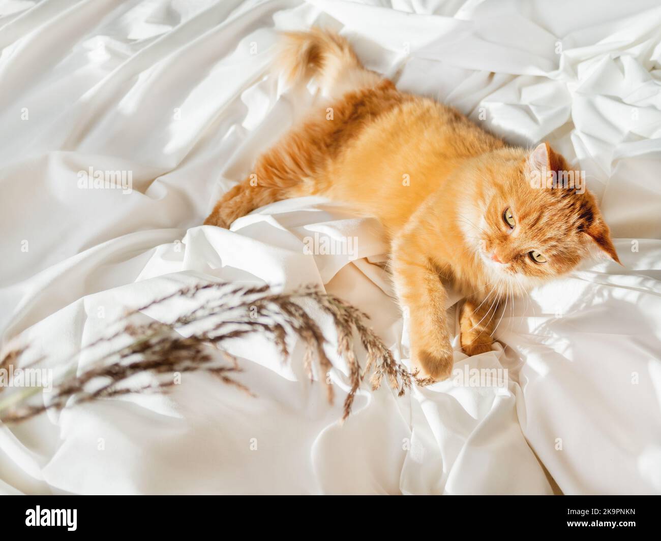 Carino zenzero gatto gioca con erba secca su letto crumpled. Mattina notte a letto con animale domestico allegro. Soffice animale domestico su lenzuolo bianco. Casa accogliente. Foto Stock