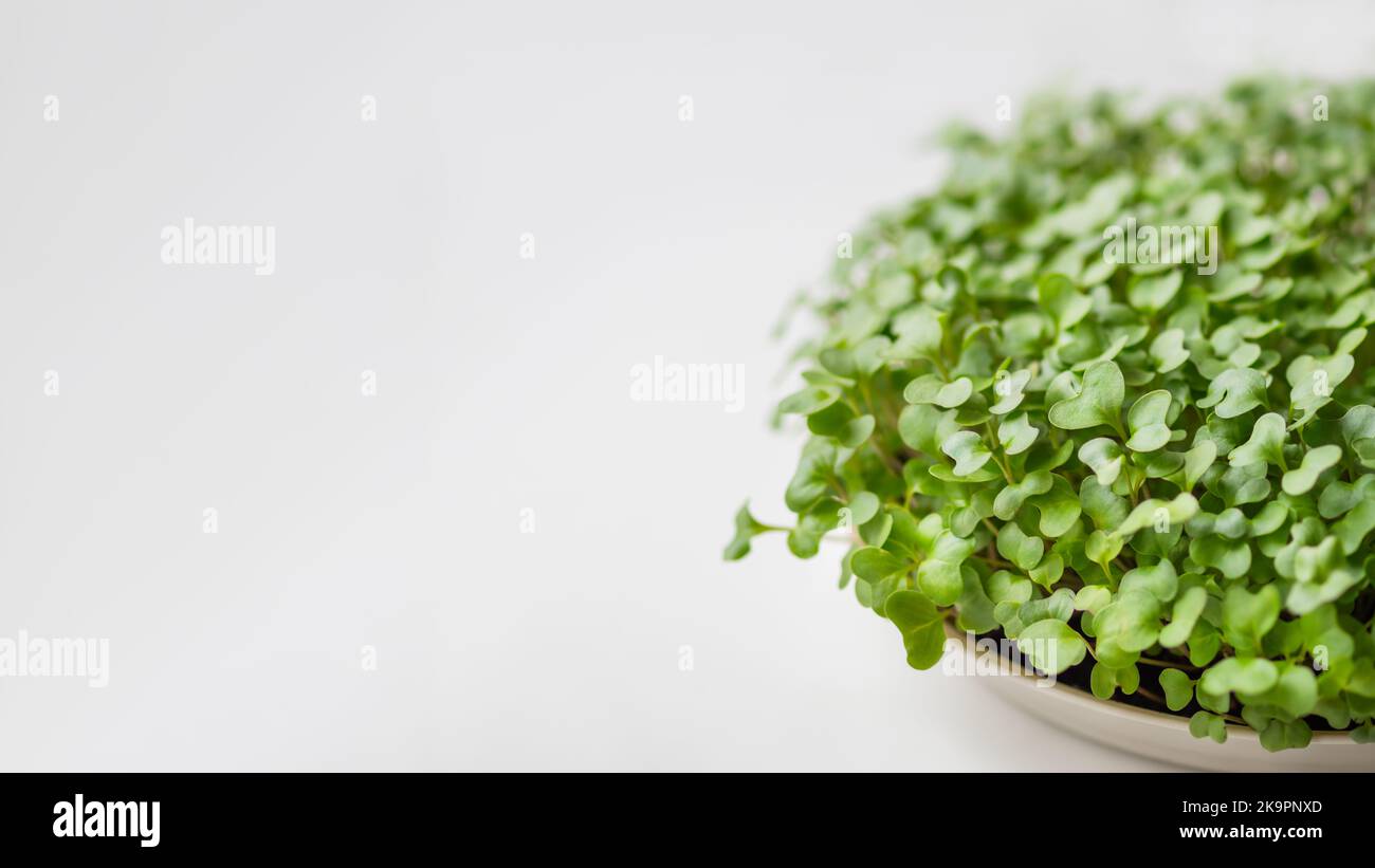 Banner orizzontale con micro green e spazio copia. Micro piante crescenti nel paese per salute o nutrizione vegana. Germinazione di seme nel paese. Foto Stock