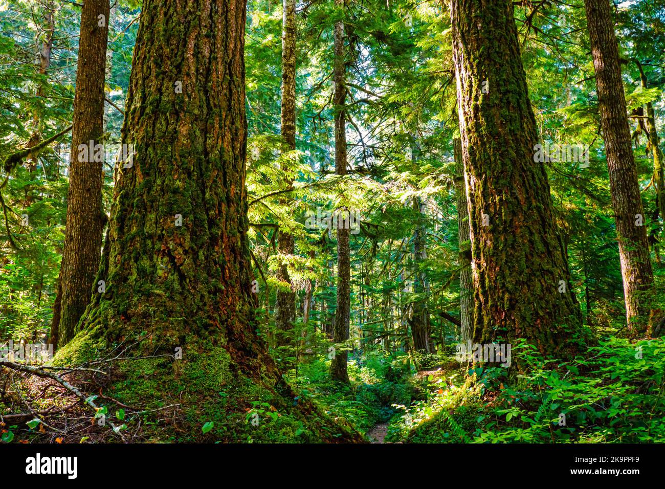 Douglas si abita nel cuore del sentiero della foresta. Olympic National Park, Washington. Foto Stock