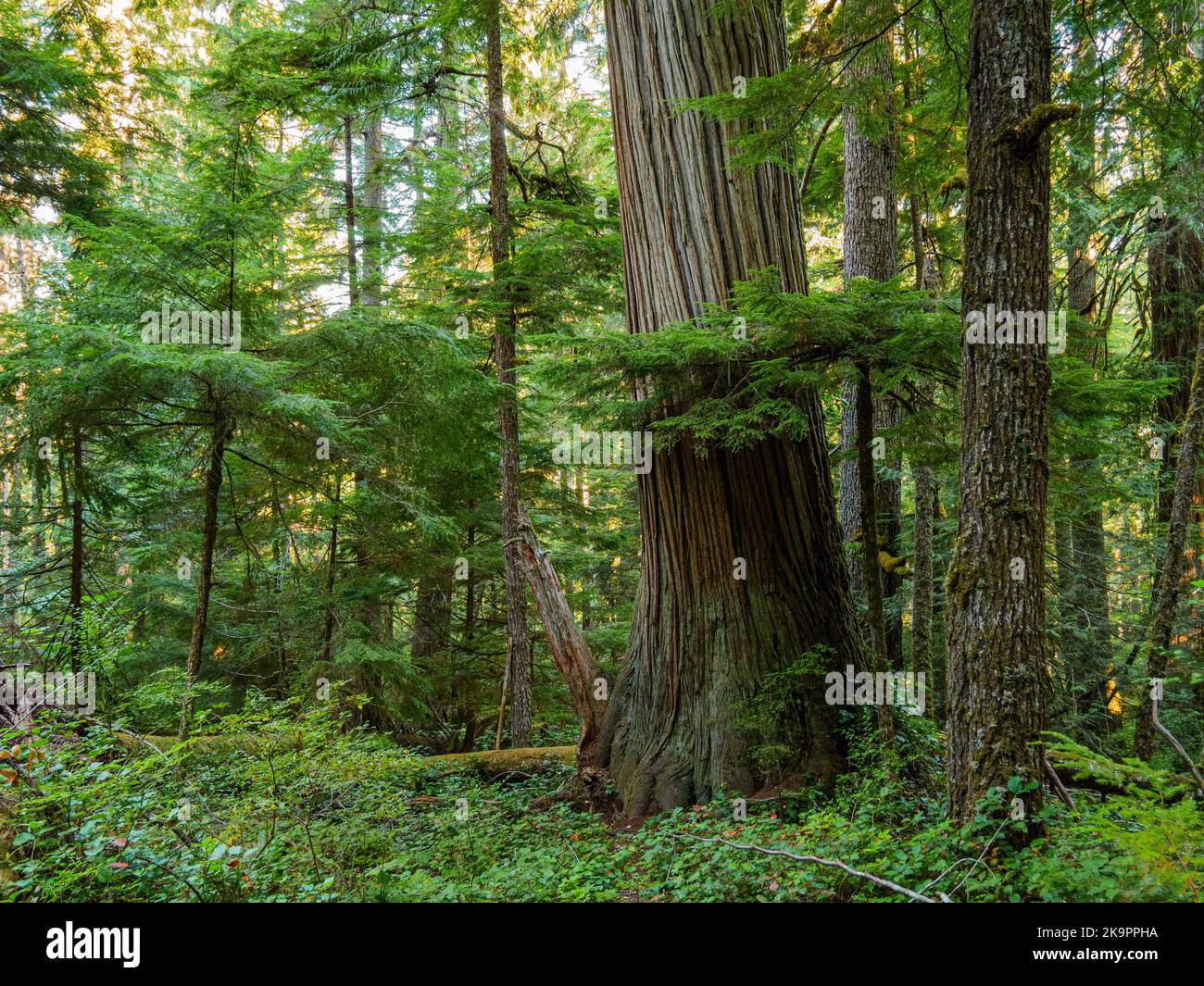 Grande albero di rosso occidentale. Heart of the Woods Trail, Olympic National Park, Washington. Foto Stock