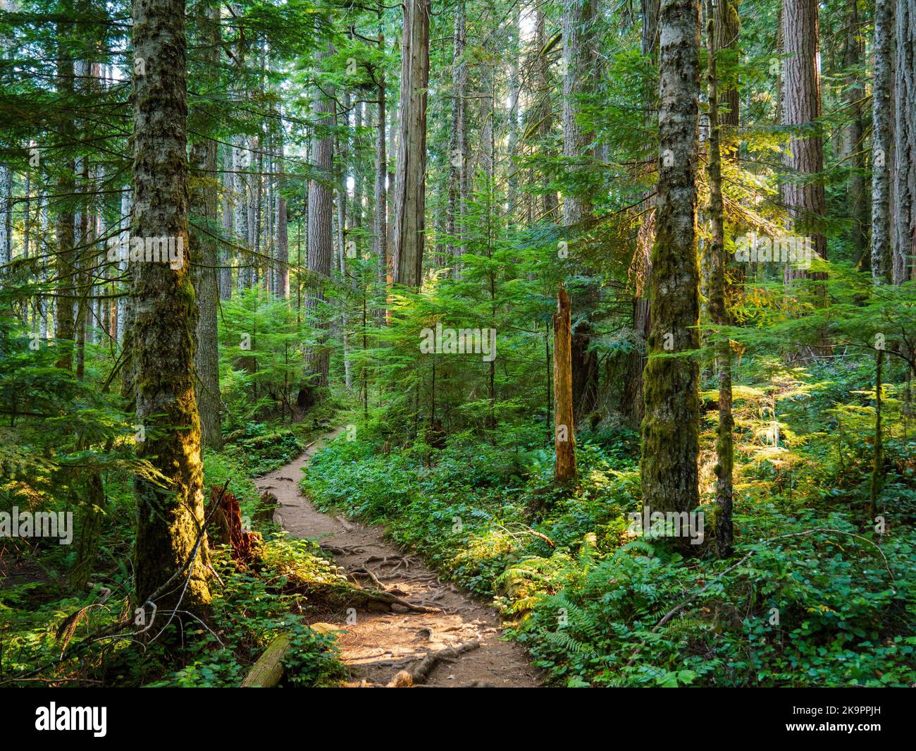 Mattina nel cuore del Forest Trail. Olympic National Park, Washington. Foto Stock