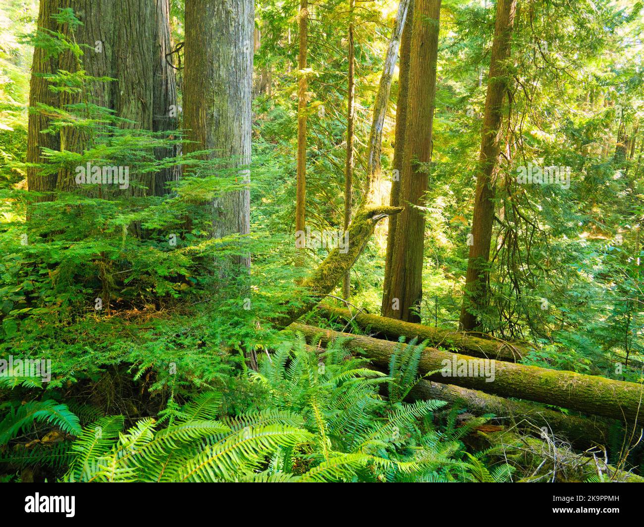 Foreste di conifere e felci. Olympic National Park, Washington. Foto Stock