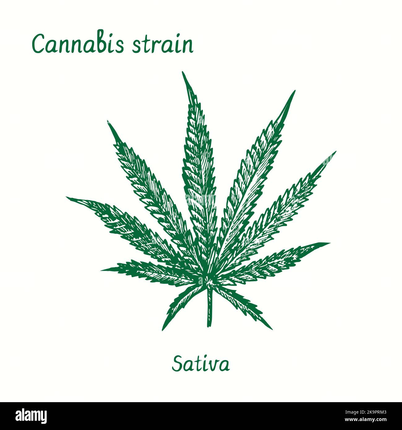 Ceppo di cannabis. Sativa. Disegno a losco bianco e nero a inchiostro. Foto Stock Ceppo di cannabis. Sativa. Disegno a losco bianco e nero a inchiostro. Foto Stock