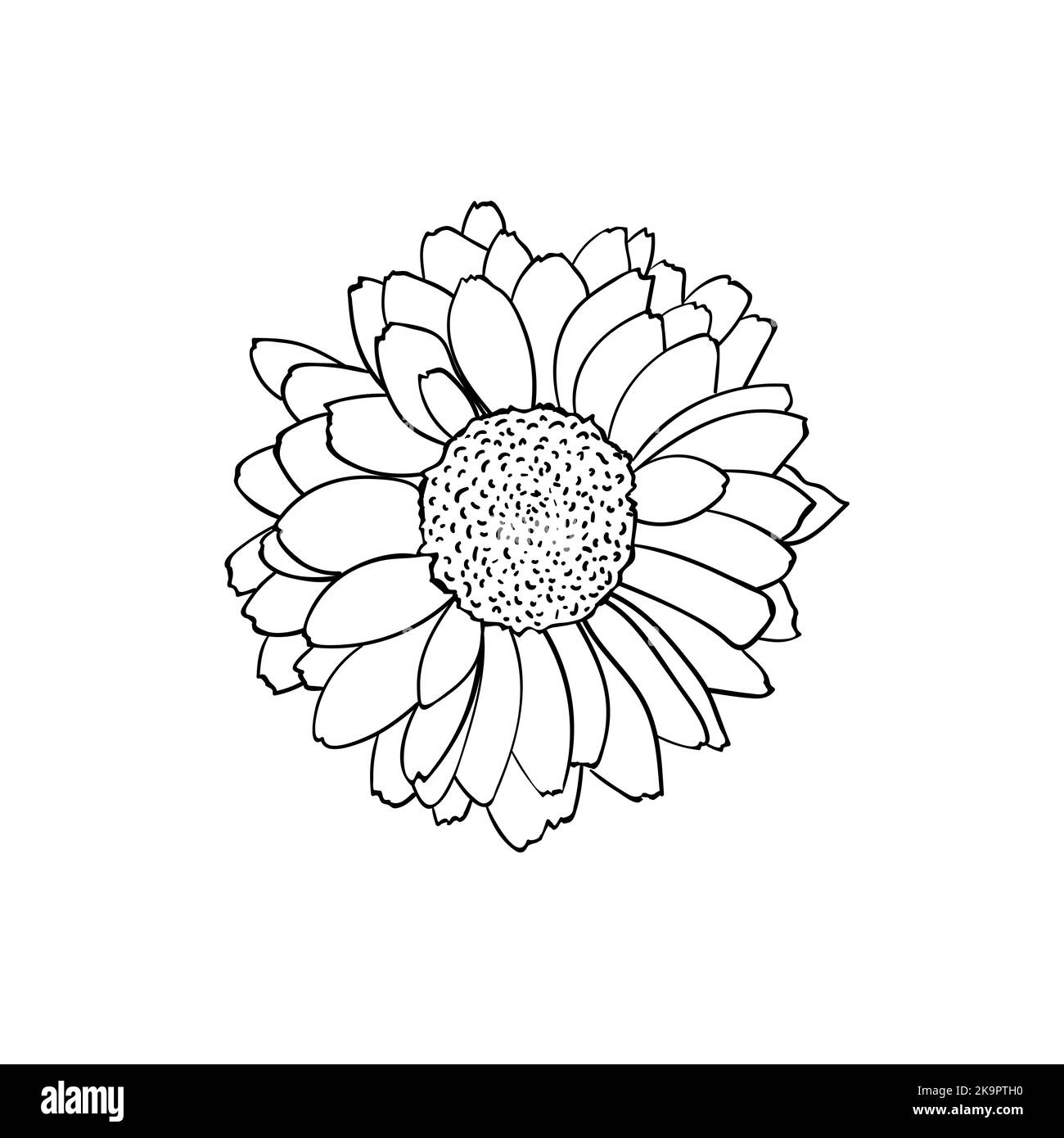 Illustrazione vettoriale del fiore di Rudbeckia in stile di schizzo Illustrazione Vettoriale