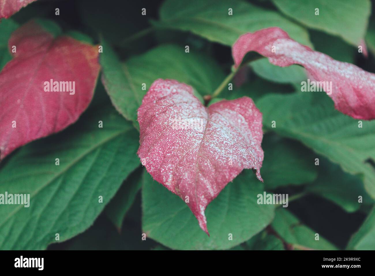 Actinidia kolomikta (vite kiwi variegata) foglie verdi rosse con gocce di pioggia, primo piano. Kiwi artico. Sfondo naturale di foglie colorate. Foto Stock Actinidia kolomikta (vite kiwi variegata) foglie verdi rosse con gocce di pioggia, primo piano. Kiwi artico. Sfondo naturale di foglie colorate. Foto Stock