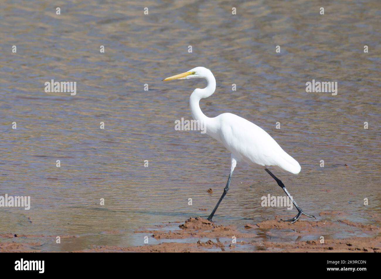 Grande Egret, Ardea alba, camminando lungo la riva del lago Foto Stock