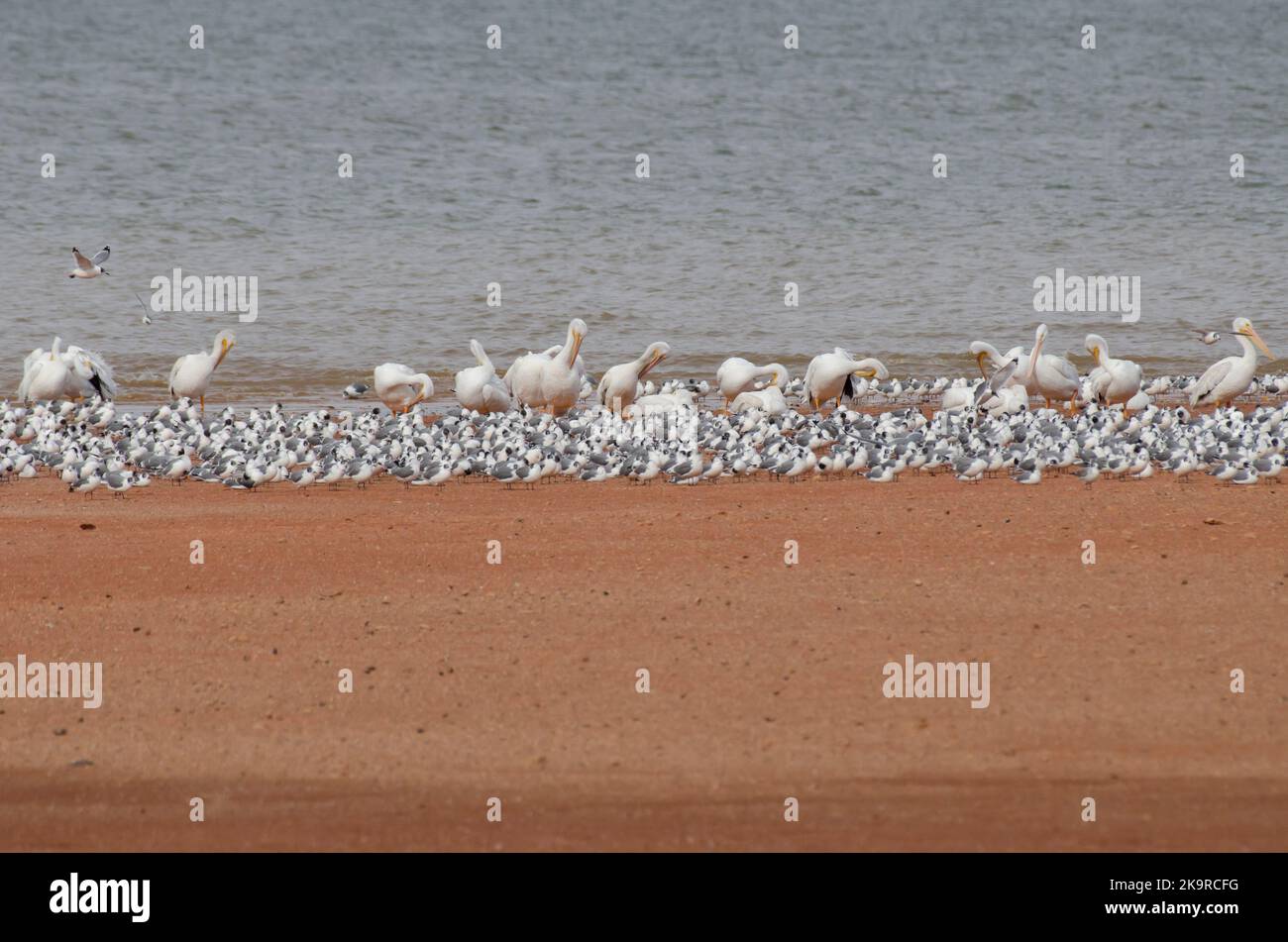 I gabbiani di Franklin, Leucophaeus pixcan, e i Pelicani bianchi americani, Pelecanus erythrorhynchos, gregge miste sulla riva del lago Foto Stock