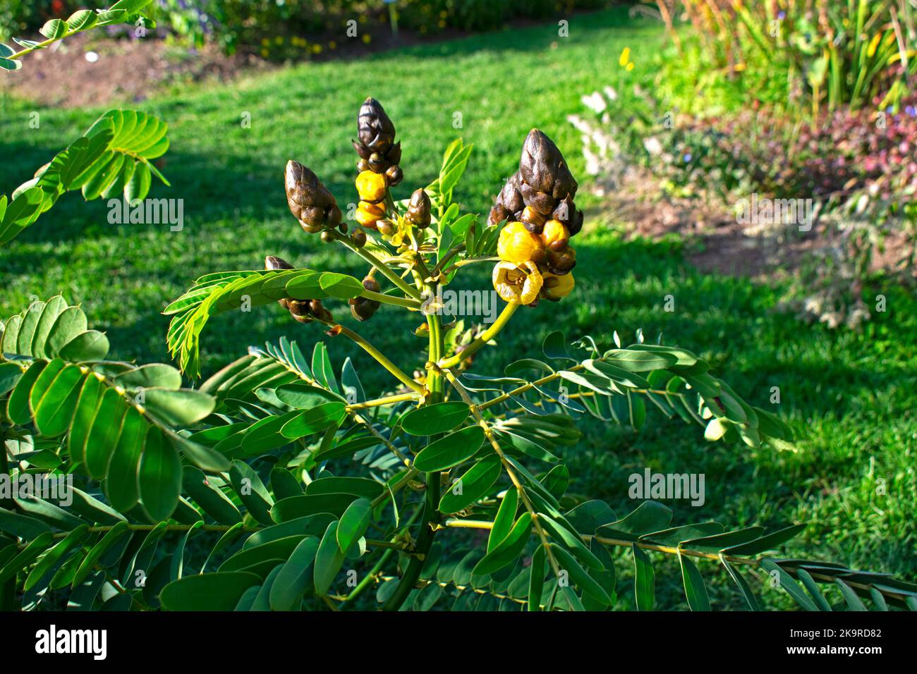 Senna africana, nota anche come pianta di popcorn, con fiori gialli e gemme marrone scuro, su un fondo di erba verde sfocato -01 Foto Stock