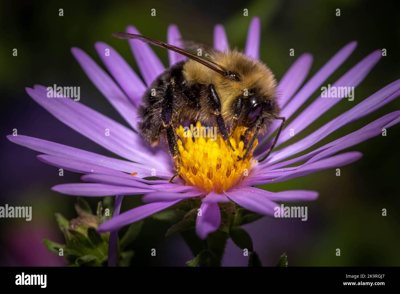 Vista del profilo di un Babble Bee orientale comune, (Bombus impatiens) felicemente festa sul nettare di un caster viola. Raleigh, North Carolina. Foto Stock