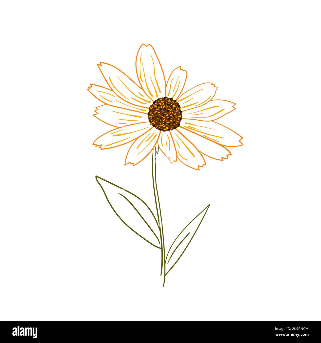 Illustrazione vettoriale del fiore giallo di rudbeckia su sfondo bianco. Illustrazione Vettoriale