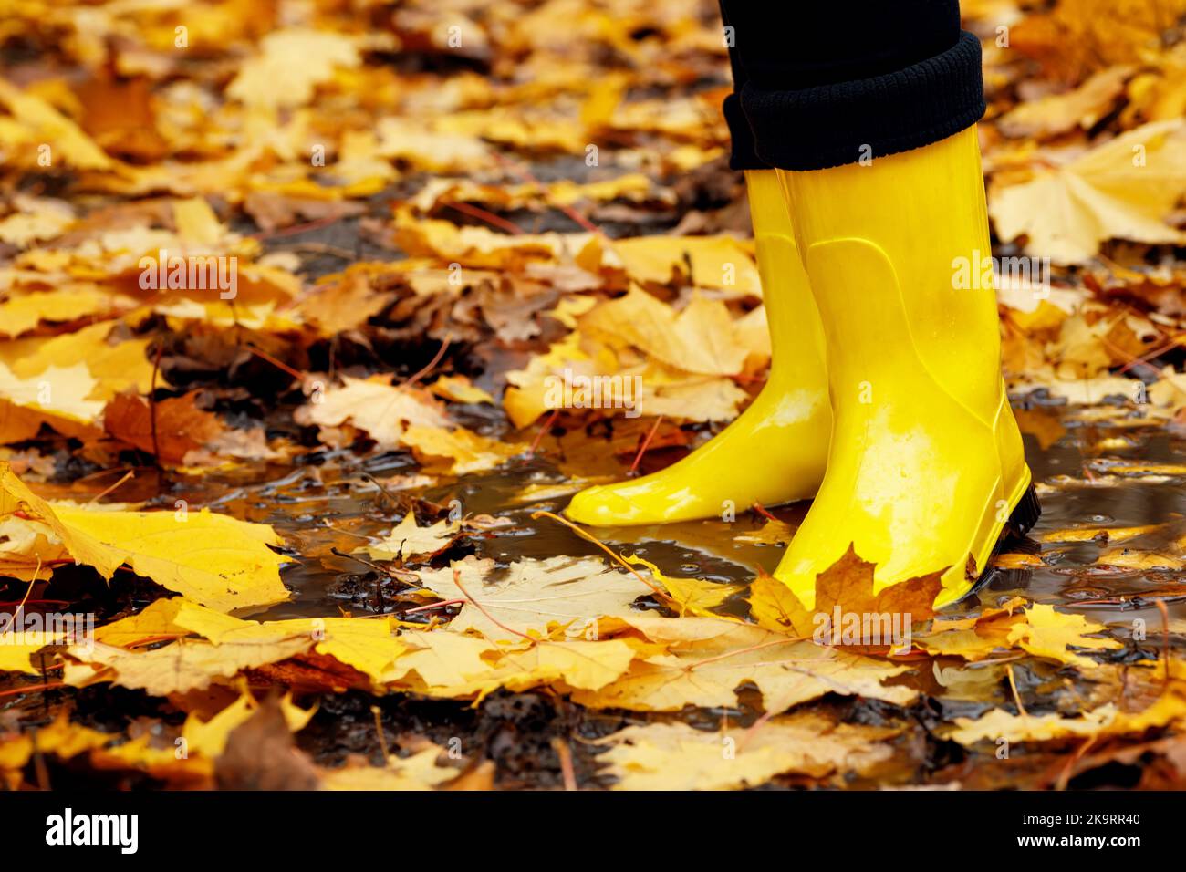 donna che indossa stivali da pioggia gialli che cammina nella pozza nel parco autunnale Foto Stock