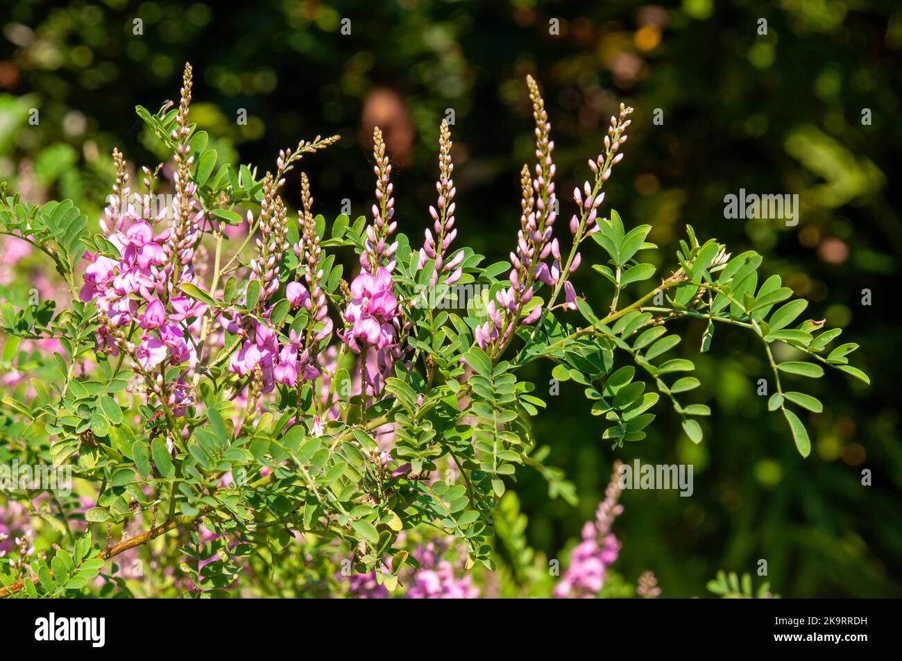 Sydney Australia, indigofera australis o macchia australiana di indaco con fiori di malva Foto Stock