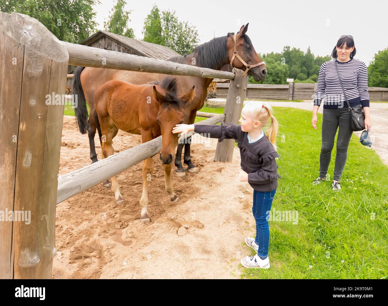 bambina vicino a cavallo e altri animali Foto Stock
