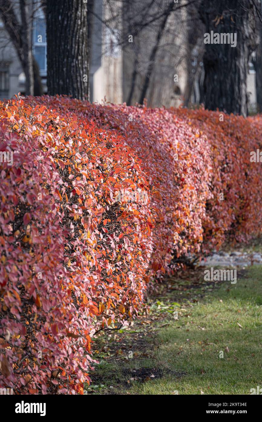 Garden Hedges nel parco pubblico con foglie che cambiano colore Foto Stock